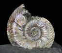 Iridescent Ammonite Fossils Mounted In Shale - x #38231-2